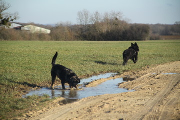 Beauceron and briard dog having fun in puddles in forest