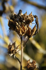 White hibiscus floral tree during winter