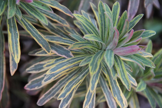 Euphorbia variegated leaf tips during winter © Estelle R