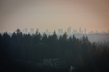 forest and buildings