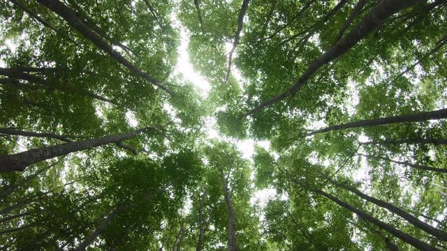 Beautiful green forest with sunlight