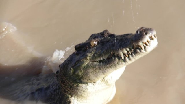 Crocodile Slowly Emerges Out of the Water and Shows off His Massive Teeth (Darwin, Australia)