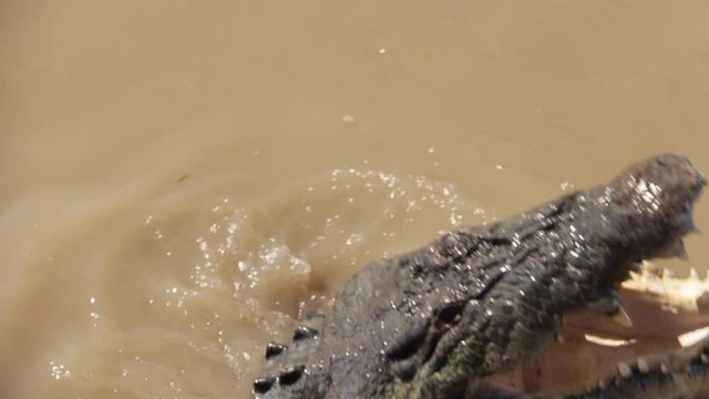 Jumping Crocodile Snaps His Teeth Together in Darwin, Australia