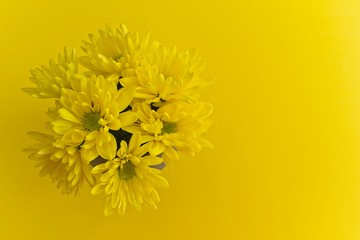 Yellow chrysanthemum flower on yellow background.