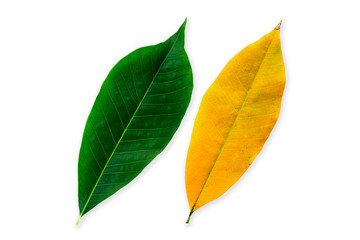 Green and yellow leaves isolated on a white background, rubber leaves