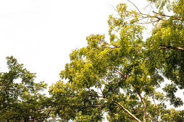 branch of a tree isolated on white background with copy space for text