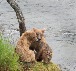 Obraz premium Grizzly bear and bubs in and near the water, salmon