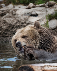 Obraz premium Grizzly bear and bubs in and near the water, salmon