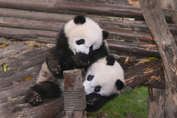 Fototapeta premium Black and white Panda Bears, wrestling