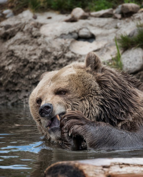 Grizzly bear and bubs in and near the water, salmon