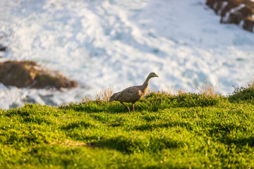 Geese walking along the cliff of Phillip Island, Melbourne