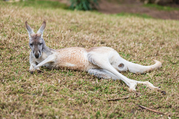A lazy kangaroo on grassland