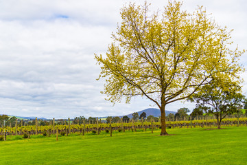 A vineyard in Southern Australia