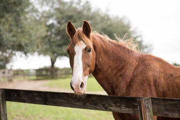 Portrait of a horse taken sideways at a horse farm behind wooden fence