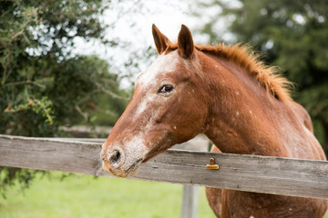 Portrait of a horse taken sideways at a horse farm behind wooden fence
