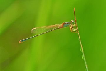 dragonfly on a leaf