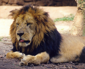 Tired Lion