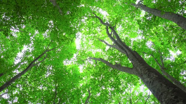 Beautiful green forest with sunlight