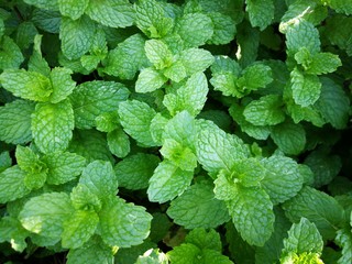 Fototapeta na wymiar Close up fresh mint leaves in the garden.