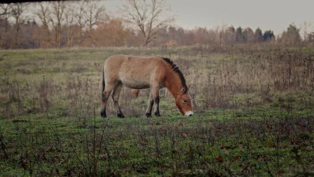 Wide shot of Takhi wild horse grazing in the lowlands. Filmed in a nature reserve during winter golden hour.