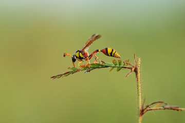 yellow jaket on a leaf