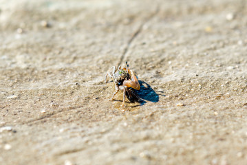 Tiny fiddler crab at low tide in the buffalo bay, called Ao Khao Kwai in Thai, a beautiful beach on the island of Ko Phayam in Thailand