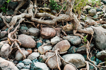 Small green sprouts of tree grows from roots. Nature sunny background of beautiful roots of deciduous tree on stony shore. Tree grows on of pile stones. Vitality plants. Snags on boulders in sunlight.