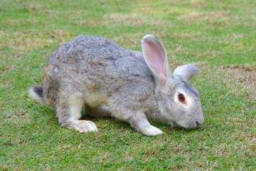 Grey color adult rabbit playing on fresh green grass