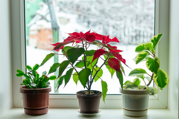 flowers on the windowsill in winter
