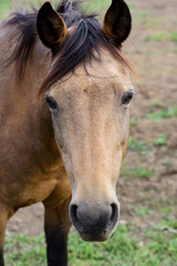Obraz premium A brown horse stands in the pasture and looks into the camera from the front