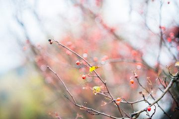 Ripe hawthorn in rainy autumn day. Selective focus. Shallow depth of field.