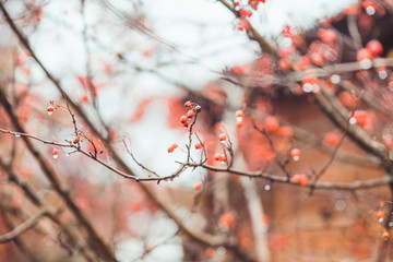 Ripe hawthorn in rainy autumn day. Selective focus. Shallow depth of field.