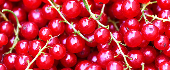 Banner. Currant. Close-up background of red ripe currants, top view