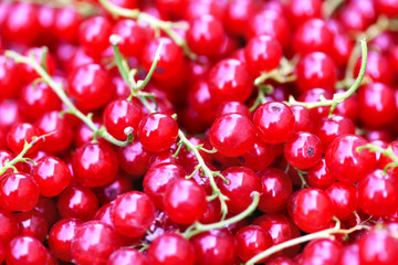 Currant. Close-up background of red ripe currants, top view. Macro horizontal photo