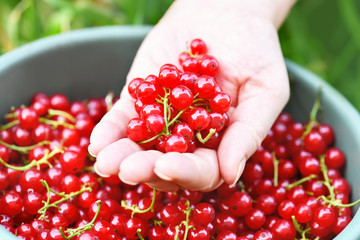 Currant. Close-up of a woman's hand holding a handful of red currants over a bucket full of berries.  Summer harvest background