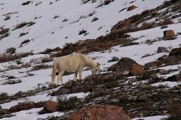 Horses eating grass among the snow on the mountain in winter, in Cajón del Maipo, Andes mountain in Chile