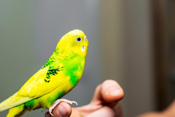 a yellow-green wavy parrot sits on the man s hand