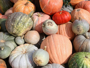 A lot of big pumpkins in the market