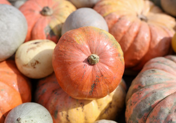 A lot of big pumpkins in the market