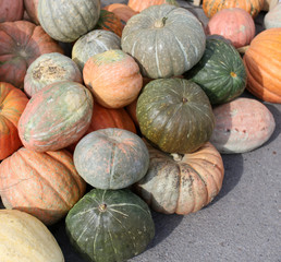 A lot of big pumpkins in the market