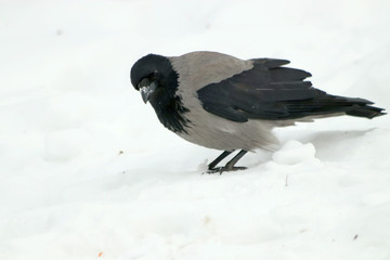 bird on snow