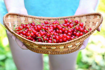Currant. A girl in a green t-shirt holds a basket of ripe red currants in the garden. Summer harvest background. Horizontal photo