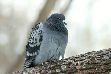 pigeon on branch