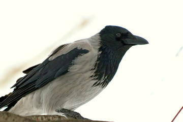 raven on white background