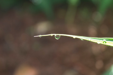 Water drops on a leaf