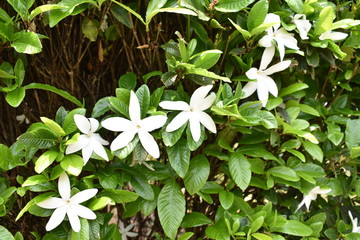 flowers in the garden