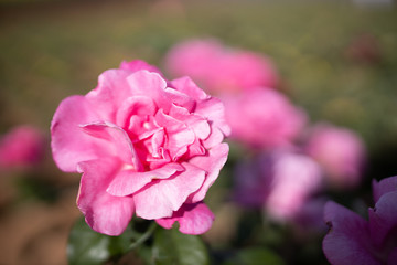 Beautiful pink Rose flower in garden with blurred background