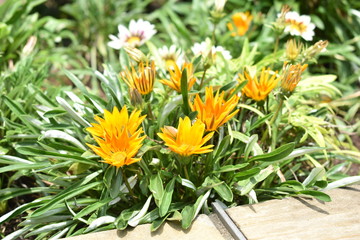 yellow flowers in garden