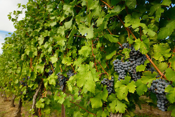Blue Merlot grapes on rows of vines before the Fall harvest Ontario