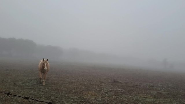 Rescued Horse Walking Through A Foggy Pasture